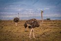 051 Masai Mara, struisvogels